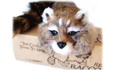 Raccoon Robbit